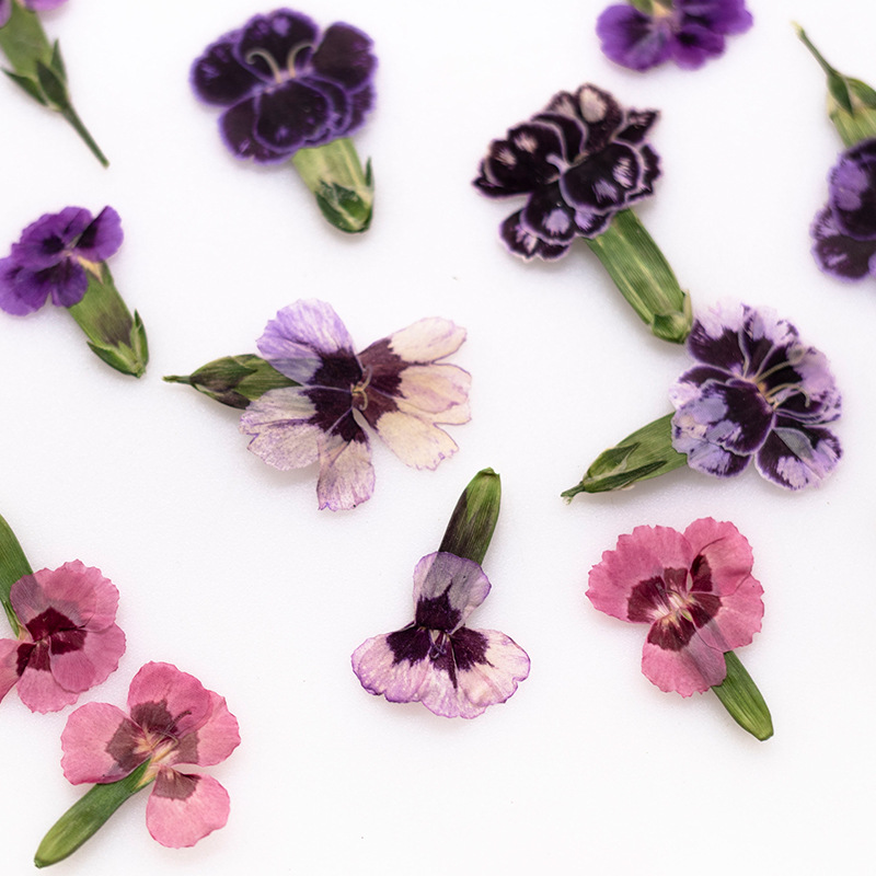 24pcs,Pressed Dried Dianthus F - Dried Flower Pressed review and price