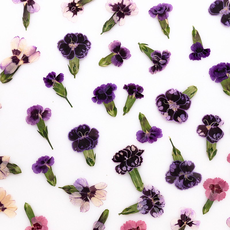 24pcs,Pressed Dried Dianthus F - Dried Flower Pressed review and price