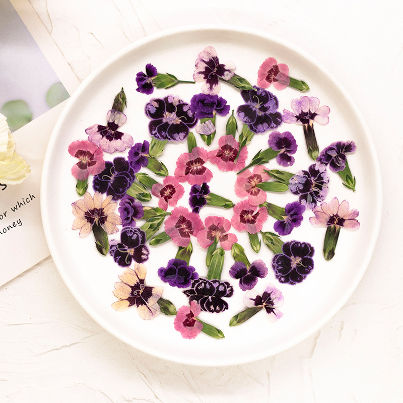 24pcs,Pressed Dried Dianthus F - Dried Flower Pressed review and price