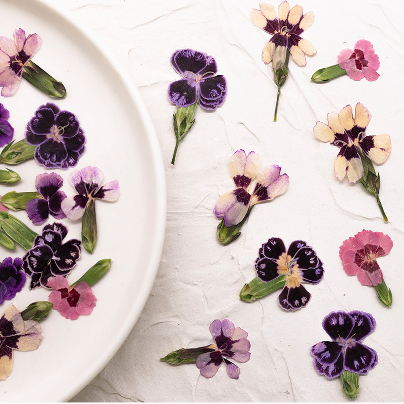 24pcs,Pressed Dried Dianthus F - Dried Flower Pressed review and price