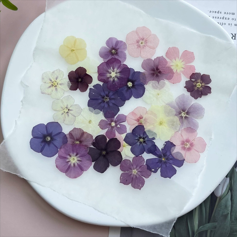 12pcs,Semi-Transparent Niche P - Dried Flower Pressed review and price