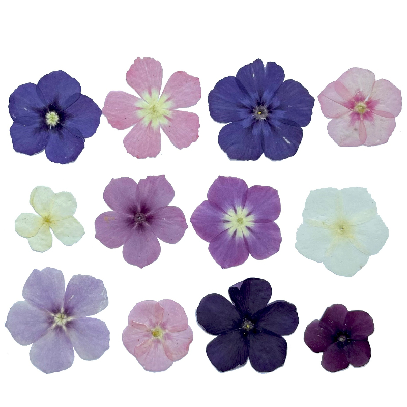 12pcs,Semi-Transparent Niche P - Dried Flower Pressed review and price