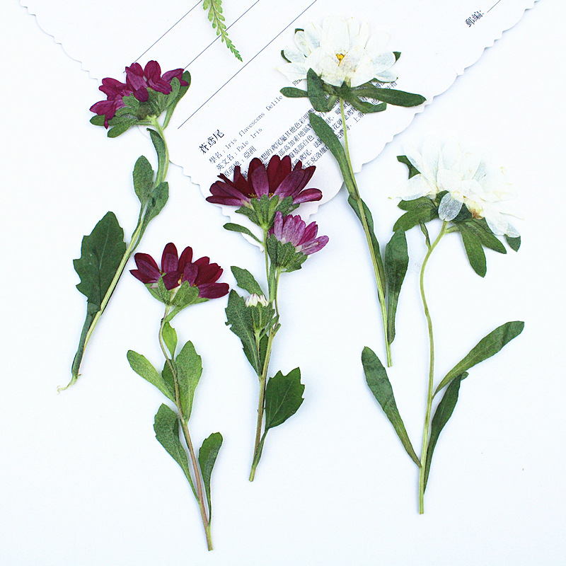 24pcs,Mini Chrysanthemum Press - Dried Flower Pressed review and price