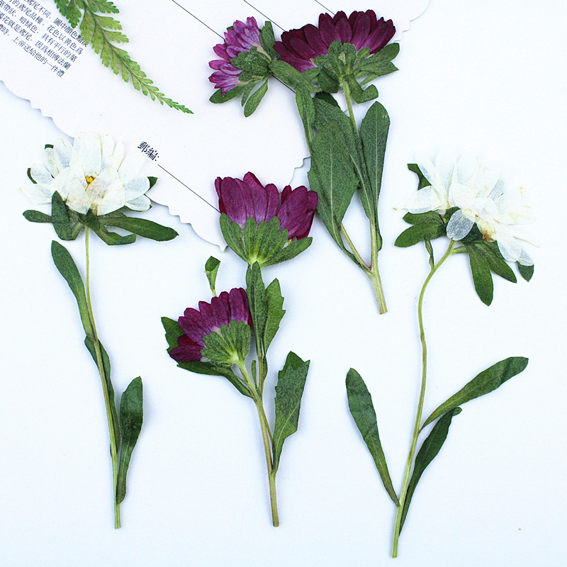 24pcs,Mini Chrysanthemum Press - Dried Flower Pressed review and price