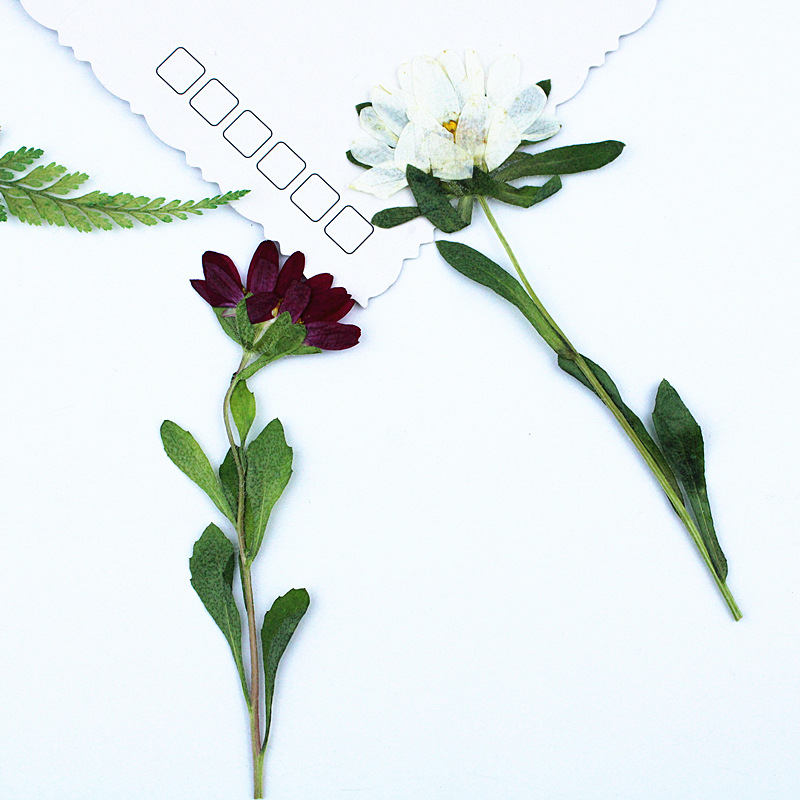 24pcs,Mini Chrysanthemum Press - Dried Flower Pressed review and price