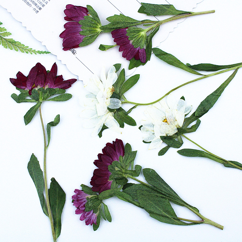 24pcs,Mini Chrysanthemum Press - Dried Flower Pressed review and price